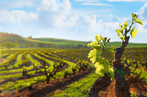 land-based casinos in south australia