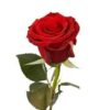 Rose’s Run Tournament at Zoome Casino